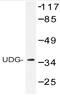 Cyclin O antibody, AP20519PU-N, Origene, Western Blot image 