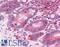 Zinc finger protein 536 antibody, LS-B5056, Lifespan Biosciences, Immunohistochemistry frozen image 