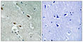 Tumor Protein P53 Binding Protein 1 antibody, abx012992, Abbexa, Western Blot image 