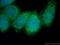 Mitochondrial Ribosomal Protein S30 antibody, 18441-1-AP, Proteintech Group, Immunofluorescence image 
