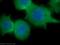 Villin 1 antibody, 16488-1-AP, Proteintech Group, Immunofluorescence image 