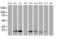 Migration And Invasion Enhancer 1 antibody, MA5-26355, Invitrogen Antibodies, Western Blot image 