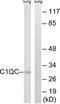 Complement C1q C Chain antibody, TA326232, Origene, Western Blot image 