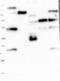 KIAA1328 antibody, NBP1-90892, Novus Biologicals, Western Blot image 