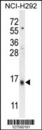 Lymphocyte Antigen 6 Family Member G6C antibody, 55-252, ProSci, Western Blot image 