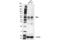 TNF Receptor Superfamily Member 25 antibody, 45901S, Cell Signaling Technology, Western Blot image 