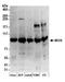 Meiosis Regulator For Oocyte Development antibody, A304-699A, Bethyl Labs, Western Blot image 