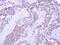Sorting Nexin 33 antibody, NBP2-20447, Novus Biologicals, Immunohistochemistry frozen image 