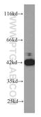 Cell cycle protein p38-2G4 homolog antibody, 66055-1-Ig, Proteintech Group, Western Blot image 