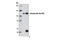 RB Transcriptional Corepressor 1 antibody, 8180S, Cell Signaling Technology, Immunoprecipitation image 