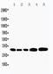 Caspase 3 antibody, LS-C343879, Lifespan Biosciences, Western Blot image 