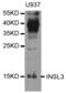 Insulin Like 3 antibody, abx004380, Abbexa, Western Blot image 