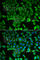 Arginyl-tRNA synthetase, cytoplasmic antibody, A6307, ABclonal Technology, Immunofluorescence image 