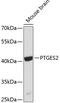 Prostaglandin E Synthase 2 antibody, 19-517, ProSci, Western Blot image 