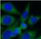 VPS35 Retromer Complex Component antibody, FNab09439, FineTest, Immunofluorescence image 