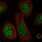 Cysteine-rich protein 3 antibody, HPA036198, Atlas Antibodies, Immunocytochemistry image 