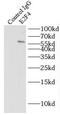 E2F Transcription Factor 4 antibody, FNab02602, FineTest, Immunoprecipitation image 