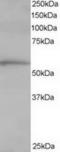 ADAMTS-like protein 2 antibody, TA302925, Origene, Western Blot image 