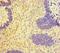 Ring Finger Protein 20 antibody, orb45065, Biorbyt, Immunohistochemistry paraffin image 