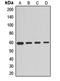 Cyclic GMP-AMP Synthase antibody, orb411841, Biorbyt, Western Blot image 