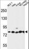 Gephyrin antibody, LS-C166609, Lifespan Biosciences, Western Blot image 