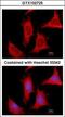 Amidophosphoribosyltransferase antibody, GTX102725, GeneTex, Immunofluorescence image 