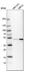 BAG family molecular chaperone regulator 5 antibody, PA5-53419, Invitrogen Antibodies, Western Blot image 