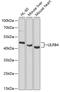 Leukocyte Immunoglobulin Like Receptor B4 antibody, 22-677, ProSci, Western Blot image 
