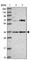 Potassium Channel Tetramerization Domain Containing 15 antibody, HPA050822, Atlas Antibodies, Western Blot image 