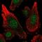 Microsomal Glutathione S-Transferase 3 antibody, NBP2-58678, Novus Biologicals, Immunofluorescence image 