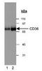 CD36 Molecule antibody, TA301400, Origene, Western Blot image 