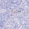 FOXP3 antibody, NBP2-24397, Novus Biologicals, Immunohistochemistry frozen image 