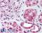Forkhead Box O4 antibody, LS-B1471, Lifespan Biosciences, Immunohistochemistry paraffin image 