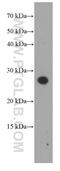 Dermatopontin antibody, 66348-1-Ig, Proteintech Group, Western Blot image 