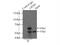 Leucine-rich repeat and death domain-containing protein antibody, 12119-1-AP, Proteintech Group, Immunoprecipitation image 