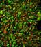 Protein Tyrosine Phosphatase 4A2 antibody, LS-C162296, Lifespan Biosciences, Immunofluorescence image 