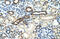 Heterogeneous Nuclear Ribonucleoprotein F antibody, 29-342, ProSci, Immunohistochemistry frozen image 