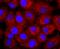 Neural Cell Adhesion Molecule 1 antibody, A00184-3, Boster Biological Technology, Immunocytochemistry image 