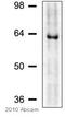 Dual specificity protein kinase CLK2 antibody, ab65082, Abcam, Western Blot image 