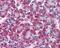 Deoxyuridine 5 -triphosphate nucleotidohydrolase, mitochondrial antibody, 49-605, ProSci, Immunohistochemistry frozen image 