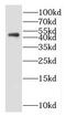 Hepatocyte Nuclear Factor 4 Gamma antibody, FNab03943, FineTest, Western Blot image 
