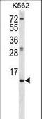 Meiosis/Spermiogenesis Associated 1 antibody, LS-C164131, Lifespan Biosciences, Western Blot image 