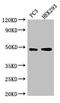 Actin Related Protein 10 antibody, LS-C380156, Lifespan Biosciences, Western Blot image 