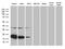 Mitochondrial Ribosomal Protein L48 antibody, M15184-1, Boster Biological Technology, Western Blot image 