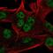 Integrator Complex Subunit 9 antibody, NBP2-57534, Novus Biologicals, Immunofluorescence image 