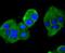 Mitogen-Activated Protein Kinase Kinase 2 antibody, A00996-1, Boster Biological Technology, Immunocytochemistry image 