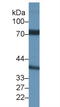 Nicastrin antibody, LS-C687358, Lifespan Biosciences, Western Blot image 