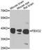 F-Box Protein 2 antibody, A08912, Boster Biological Technology, Western Blot image 