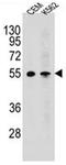 MCH receptor 1 antibody, AP52635PU-N, Origene, Western Blot image 