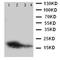 Myoglobin antibody, orb76340, Biorbyt, Western Blot image 